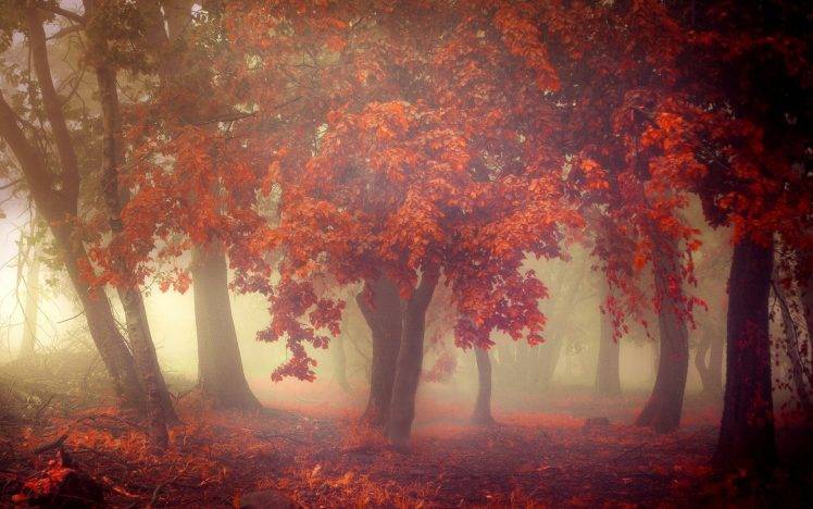 nature, Landscape, Fall, Mist, Trees, Morning, Leaves, Orange, Forest HD Wallpaper Desktop Background
