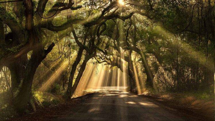 landscape, Nature, Road, Sun Rays, Oak Trees, South Carolina, Grass, Shrubs, Leaves HD Wallpaper Desktop Background
