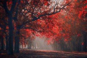 landscape, Nature, Red, Park, Sun Rays, Trees, Fall, Leaves, Seasons, Mist
