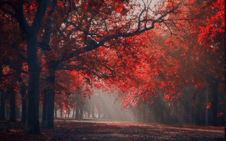 landscape, Nature, Red, Park, Sun Rays, Trees, Fall, Leaves, Seasons, Mist HD Wallpaper Desktop Background