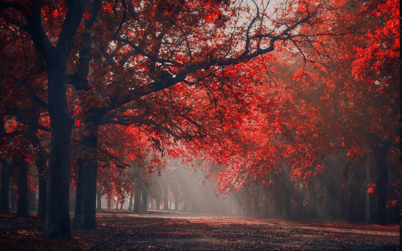 landscape, Nature, Red, Park, Sun Rays, Trees, Fall, Leaves, Seasons, Mist Wallpaper