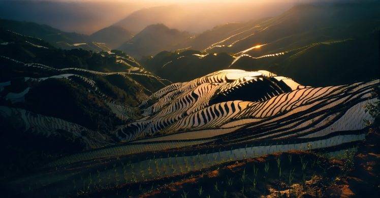 nature, Landscape, Sunrise, Rice Paddy, Terraces, Mountain, Mist, China, Water, Morning, Sunlight HD Wallpaper Desktop Background