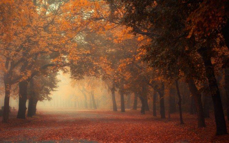 nature, Landscape, Fall, Mist, Trees, Morning, Park, Road, Leaves, Red, Orange, Tunnel HD Wallpaper Desktop Background