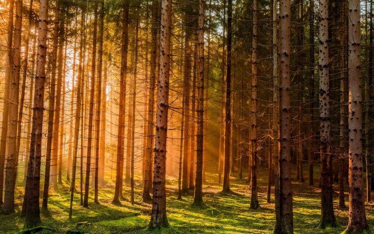 nature, Landscape, Germany, Sunrise, Forest, Grass, Trees, Mist, Sunlight HD Wallpaper Desktop Background