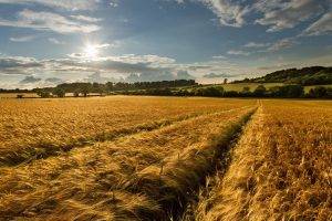 nature, Landscape, Farm, Wheat
