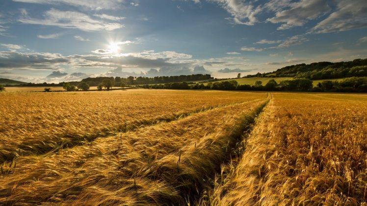 nature, Landscape, Farm, Wheat HD Wallpaper Desktop Background