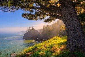 nature, Landscape, Oregon, Sea, Sunlight, Coast, Forest, Grass, Trees