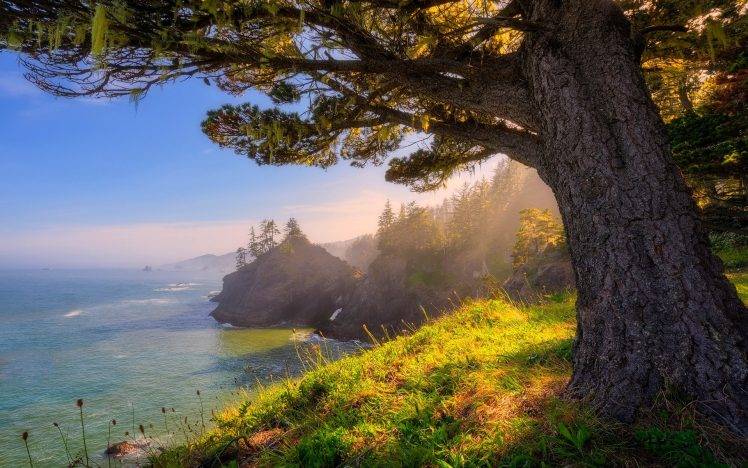 nature, Landscape, Oregon, Sea, Sunlight, Coast, Forest, Grass, Trees HD Wallpaper Desktop Background