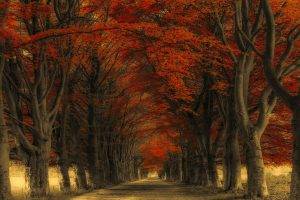 nature, Landscape, Road, Trees, Fall, Leaves