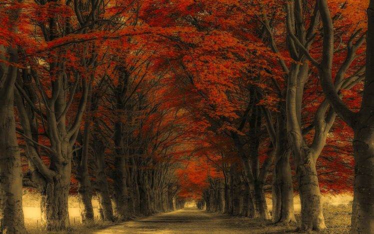 nature, Landscape, Road, Trees, Fall, Leaves HD Wallpaper Desktop Background