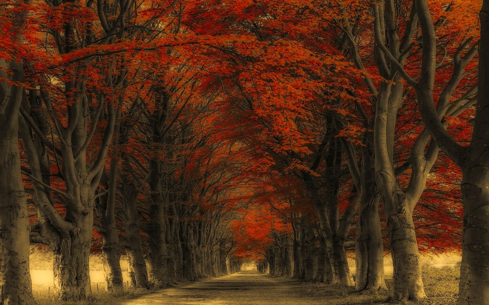 nature, Landscape, Road, Trees, Fall, Leaves Wallpaper