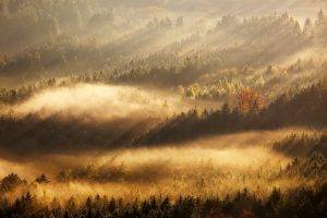 nature, Landscape, Mist, Sunrise, Fall, Forest, Sun Rays, Trees, Morning