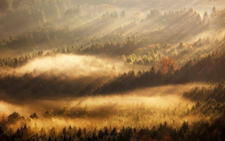 nature, Landscape, Mist, Sunrise, Fall, Forest, Sun Rays, Trees, Morning HD Wallpaper Desktop Background