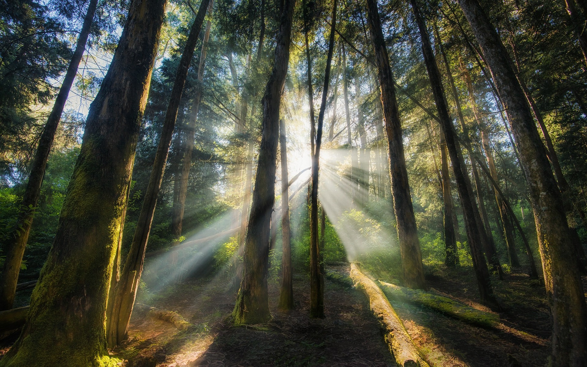 Nature Landscape Mist Sunrise Forest Morning Sun Rays Trees