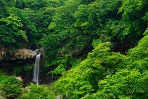 nature, Landscape, Forest, Tropical Forest, Waterfall