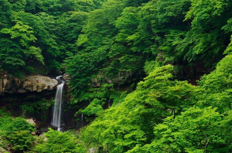 nature, Landscape, Forest, Tropical Forest, Waterfall HD Wallpaper Desktop Background