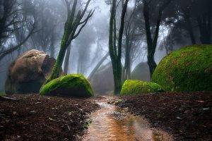 nature, Landscape, Portugal, Forest, Mist, Path, Moss, Trees, Water, Creeks