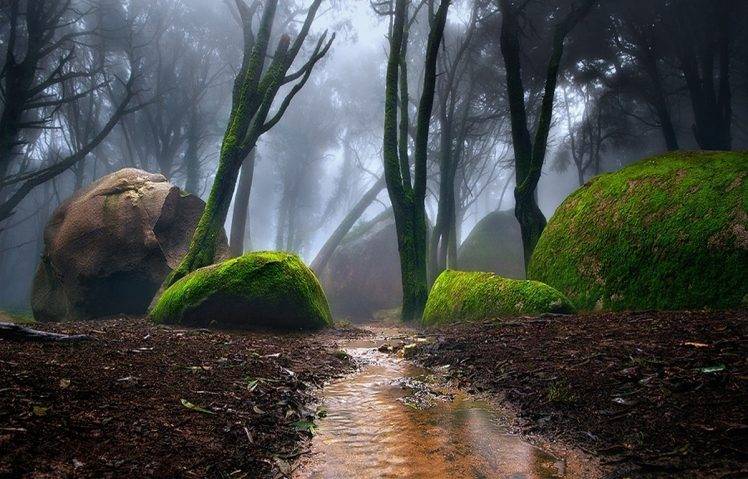 nature, Landscape, Portugal, Forest, Mist, Path, Moss, Trees, Water, Creeks HD Wallpaper Desktop Background