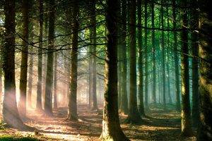 nature, Trees, Forest, Branch, Sun Rays, Landscape, Pine Trees, Sunlight, Green