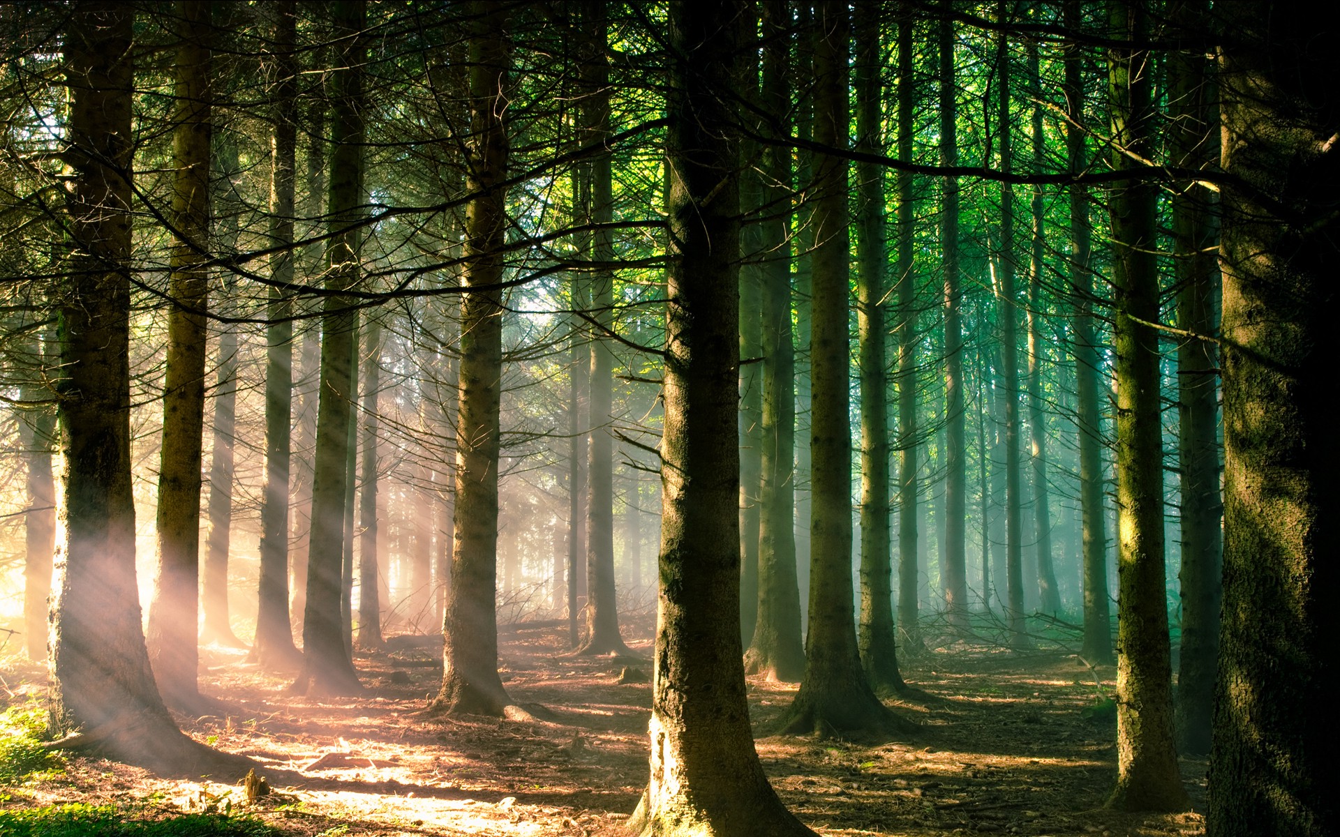 nature, Trees, Forest, Branch, Sun Rays, Landscape, Pine Trees, Sunlight, Green Wallpapers HD ...
