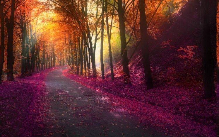 nature, Fall, Park, Trees, Colorful, Landscape, Leaves, Hill, Road, Lights HD Wallpaper Desktop Background