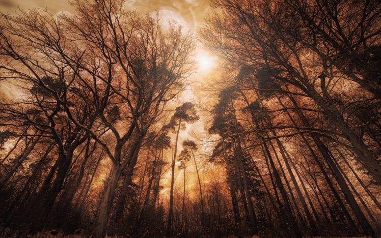 nature, Landscape, Forest, Mist, Sunlight, Trees, Fire HD Wallpaper Desktop Background