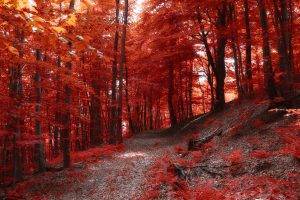 nature, Landscape, Fall, Path, Forest, Hill, Trees, Red