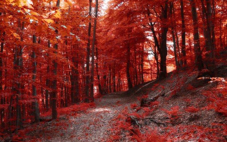 nature, Landscape, Fall, Path, Forest, Hill, Trees, Red HD Wallpaper Desktop Background