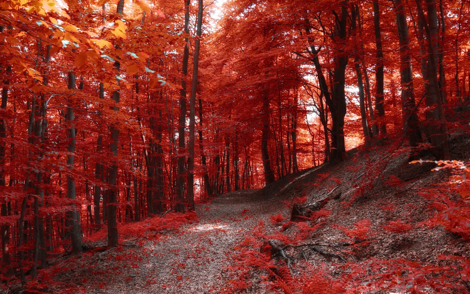 nature, Landscape, Fall, Path, Forest, Hill, Trees, Red Wallpaper