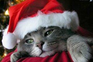 cat, Christmas