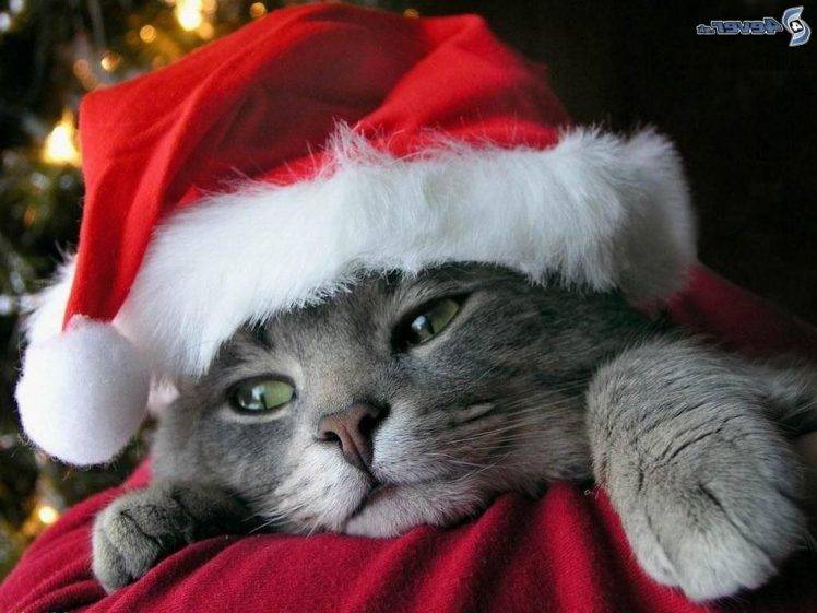 cat, Christmas HD Wallpaper Desktop Background