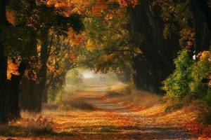 nature, Landscape, Mist, Fall, Sunrise, Trees, Leaves, Road, Shrubs