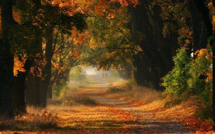 nature, Landscape, Mist, Fall, Sunrise, Trees, Leaves, Road, Shrubs HD Wallpaper Desktop Background