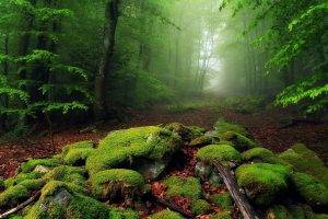 nature, Landscape, Mist, Forest, Moss, Leaves, Morning, Trees, Path