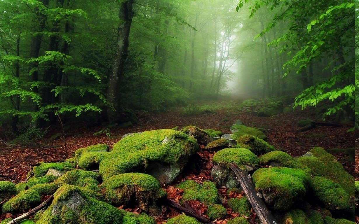 Nature Landscape Mist Forest Moss Leaves Morning Trees Path