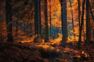 nature, Landscape, Forest, Fall, Leaves, Trees, Sunlight