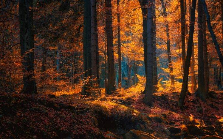 nature, Landscape, Forest, Fall, Leaves, Trees, Sunlight HD Wallpaper Desktop Background