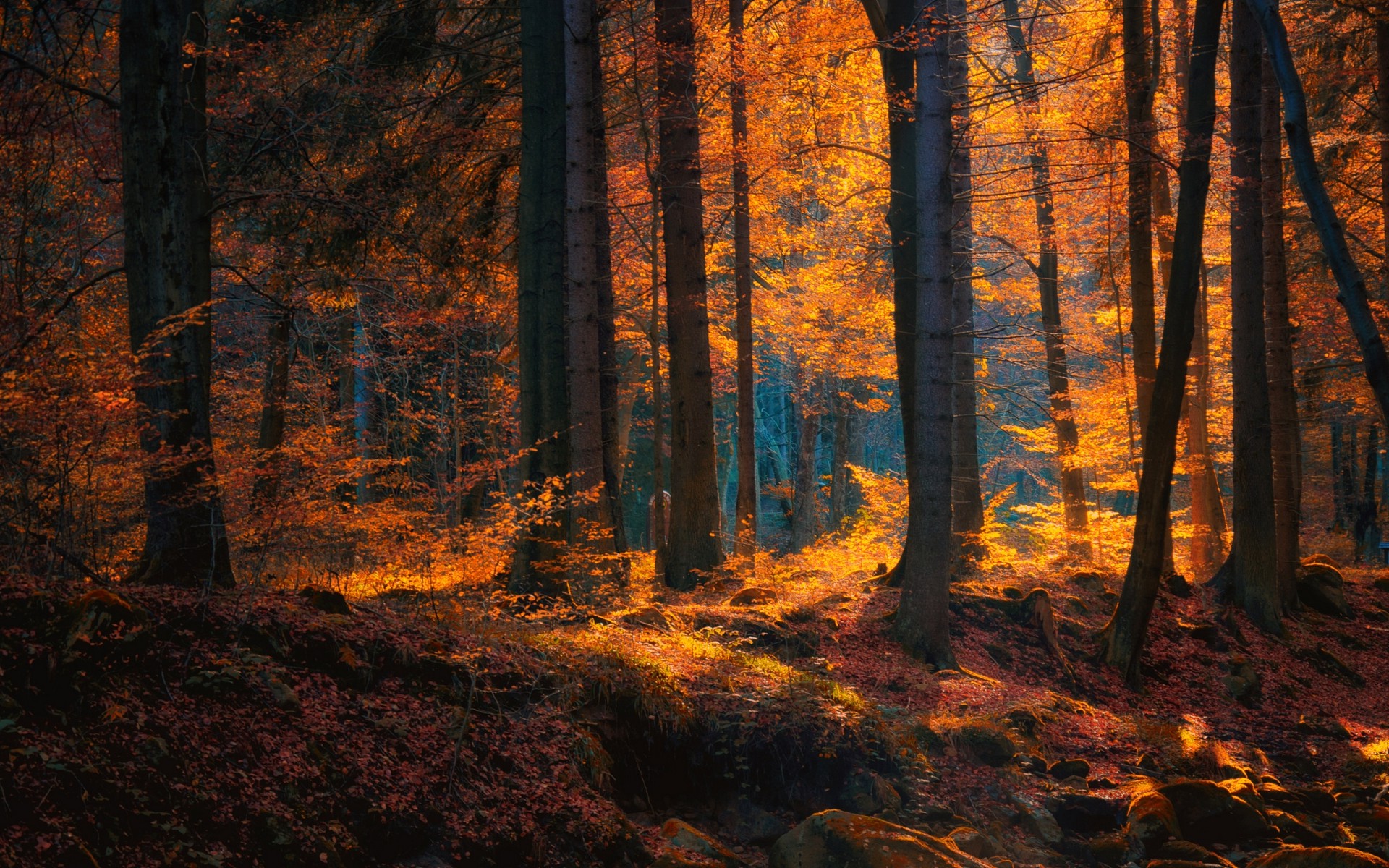 nature, Landscape, Forest, Fall, Leaves, Trees, Sunlight Wallpaper
