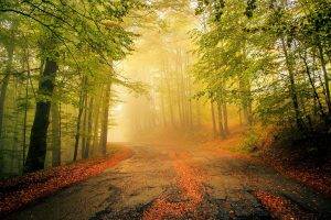 nature, Landscape, Mist, Old, Road, Leaves, Forest, Morning, Trees, Calm