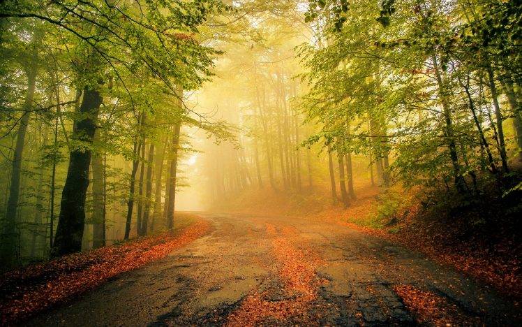 nature, Landscape, Mist, Old, Road, Leaves, Forest, Morning, Trees, Calm HD Wallpaper Desktop Background