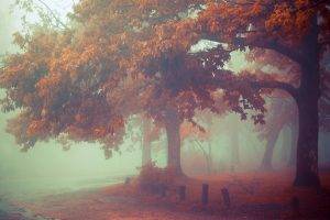 nature, Mist, Landscape, Morning, Fall, Leaves, Trees, Road