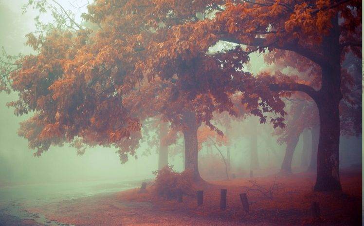 nature, Mist, Landscape, Morning, Fall, Leaves, Trees, Road HD Wallpaper Desktop Background