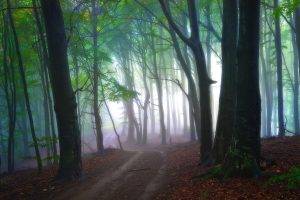 mist, Nature, Landscape, Path, Forest, Morning, Leaves, Trees, Sunrise