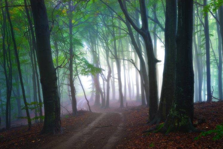 mist, Nature, Landscape, Path, Forest, Morning, Leaves, Trees, Sunrise HD Wallpaper Desktop Background
