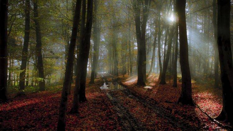 nature, Landscape, Path, Mist, Forest, Sunlight, Leaves, Trees, Fall, Water HD Wallpaper Desktop Background
