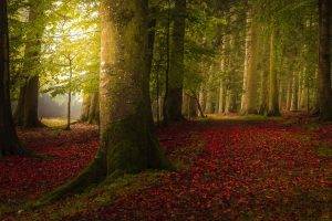 landscape, Nature, Colorful, Forest, Fall, Trees, Path, Mist, Leaves, Morning