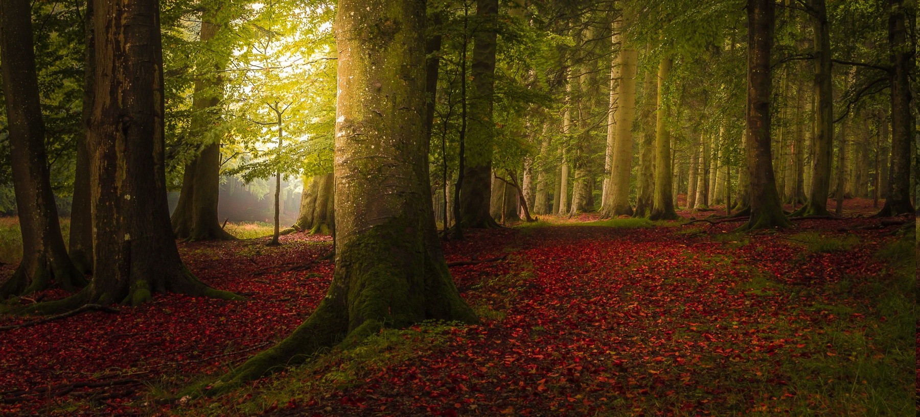 landscape, Nature, Colorful, Forest, Fall, Trees, Path, Mist, Leaves, Morning Wallpaper