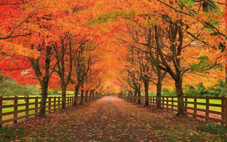 nature, Landscape, Fall, Leaves, Road, Fence, Trees, Grass HD Wallpaper Desktop Background