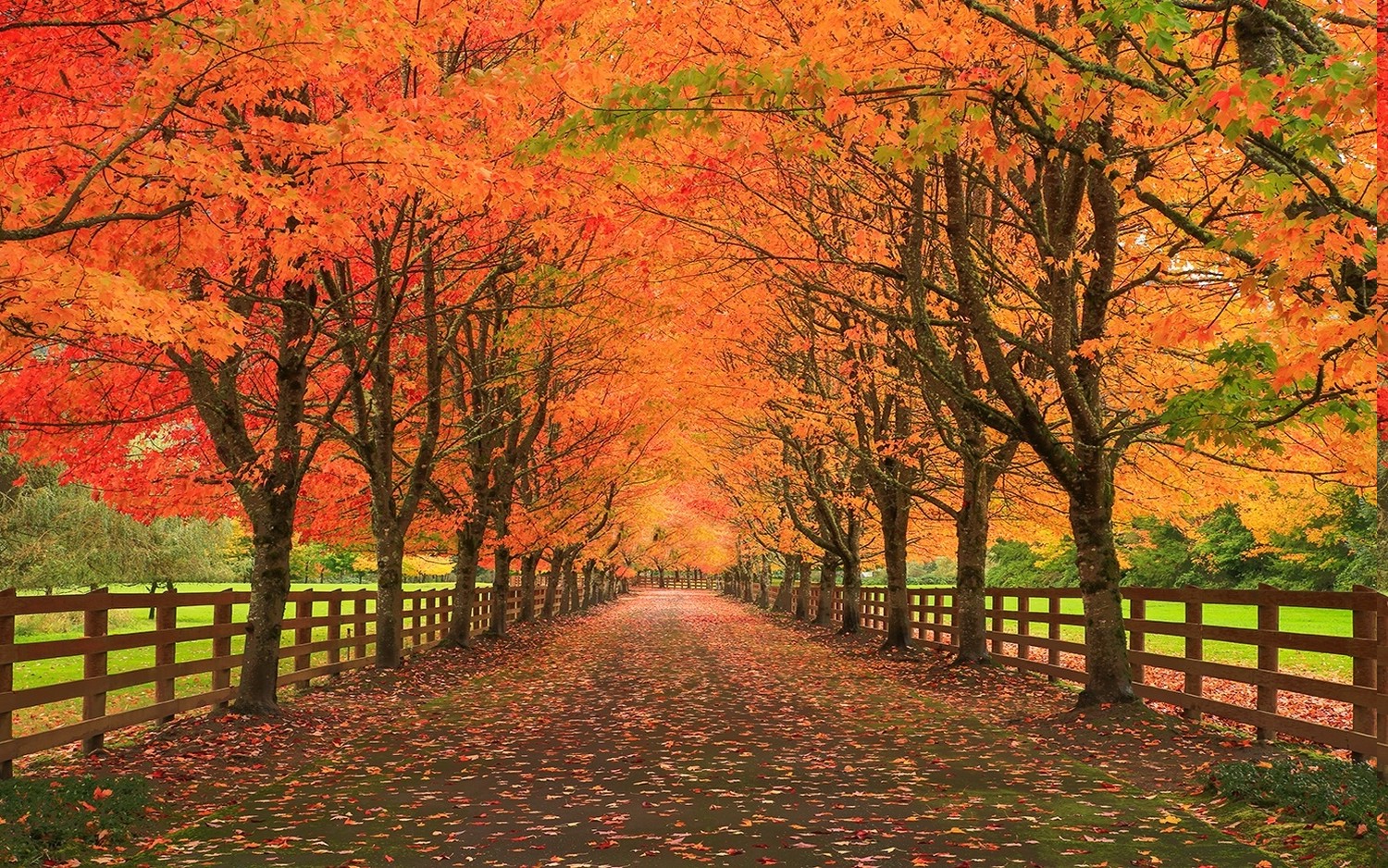 nature, Landscape, Fall, Leaves, Road, Fence, Trees, Grass Wallpapers ...