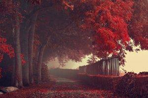 nature, Landscape, Fall, Road, Path, Fence, Trees, Leaves, Red, Mist